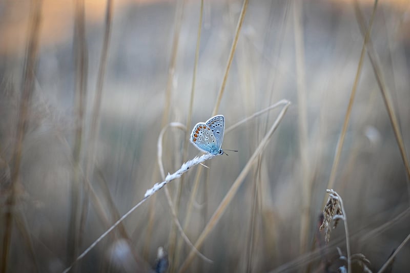 Butterfly close-up